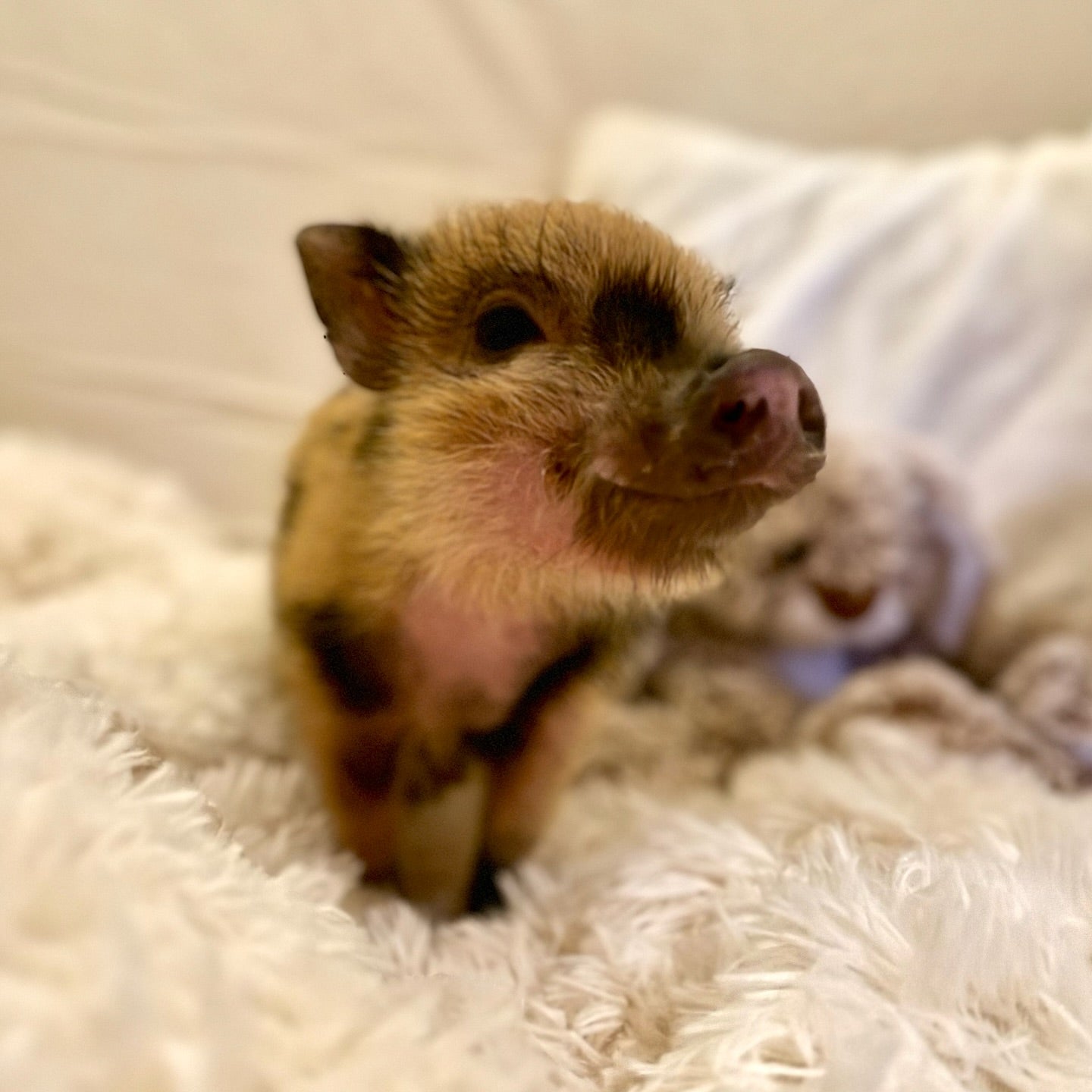 Who Are the Animals Featured on The Ethical Shopper Website — and Why Are They There?