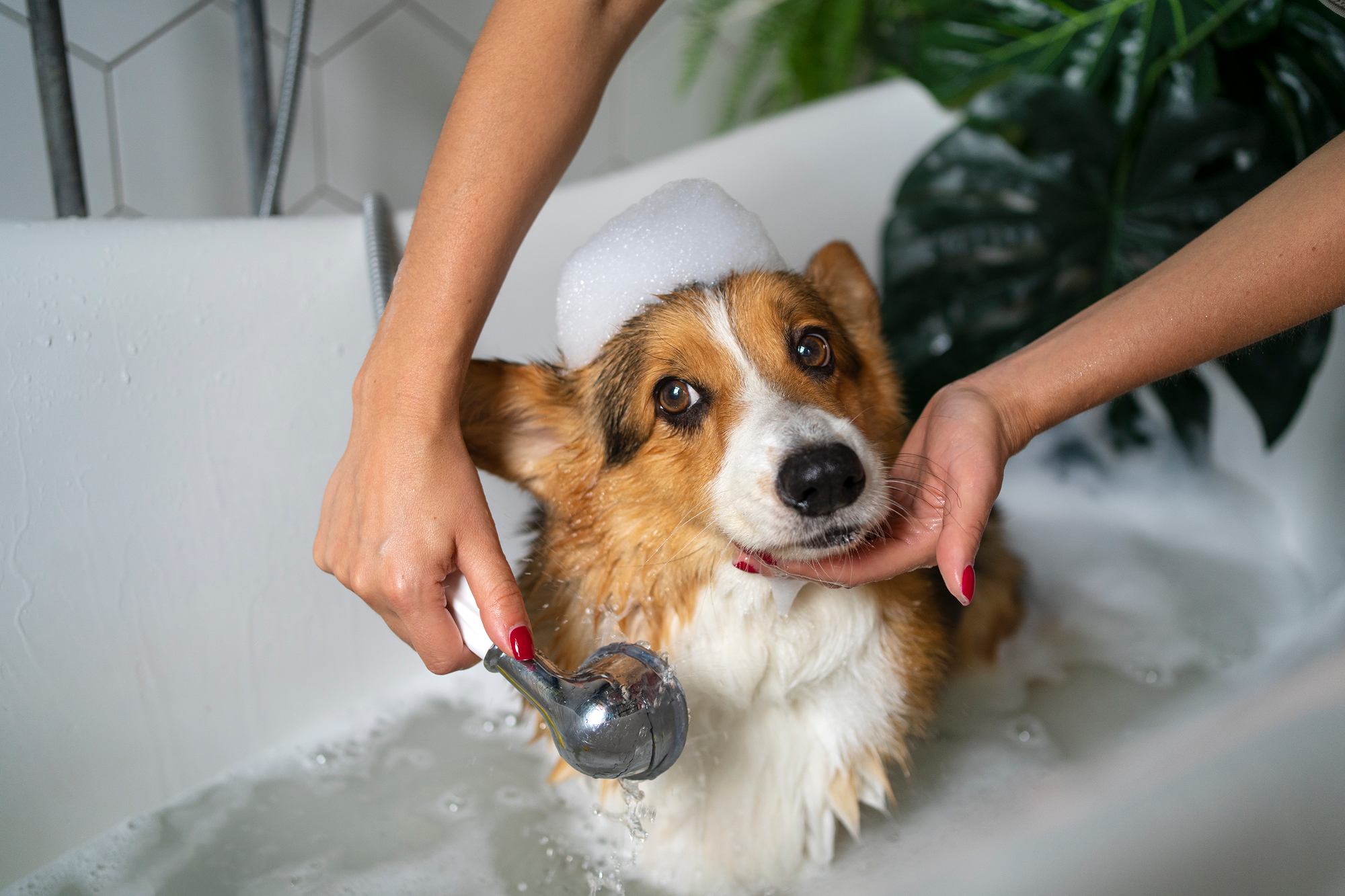 Pet Care